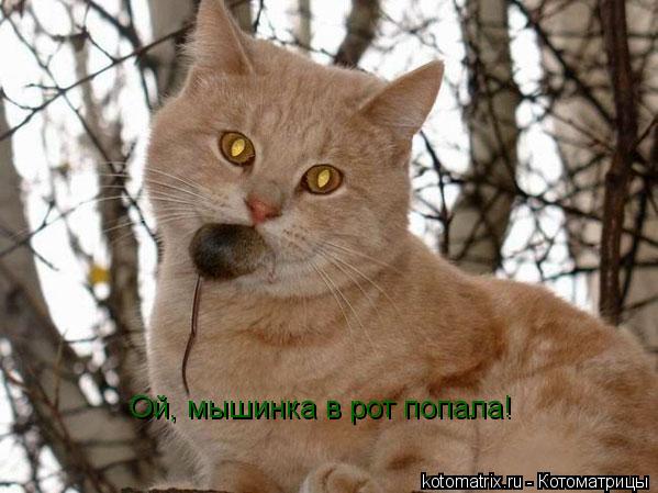 Котоматрица: Ой, мышинка в рот попала!