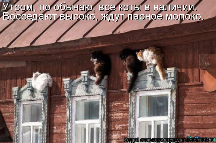 Восседают высоко, ждут парное молоко. Утром, по обычаю, все коты в наличии.... Котоматрица: Восседают высоко, ждут парное молоко. Утром, по обычаю, все коты в наличии.