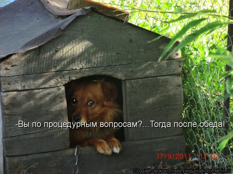 Котоматрица: -Вы по процедурным вопросам?...Тогда после обеда!
