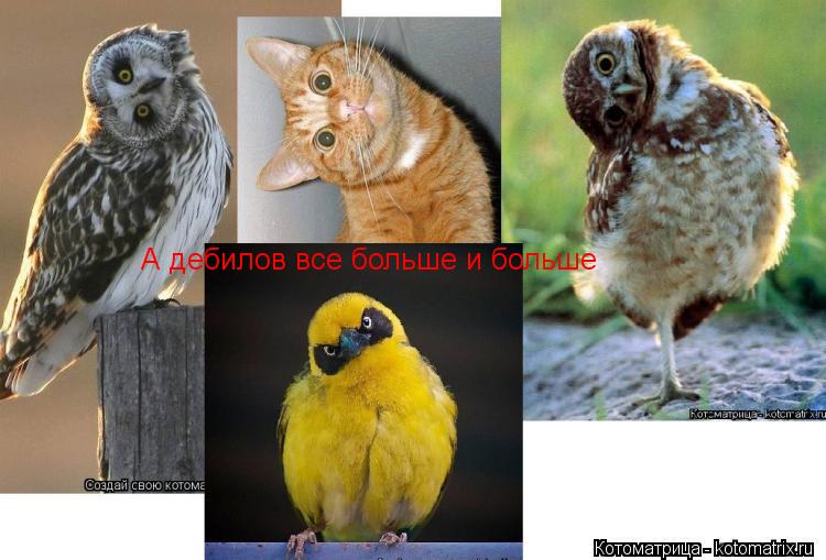 Котоматрица: А дебилов все больше и больше