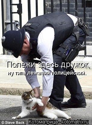 Котоматрица: Полежи здесь дружок, ну типа лежачий полицейский.