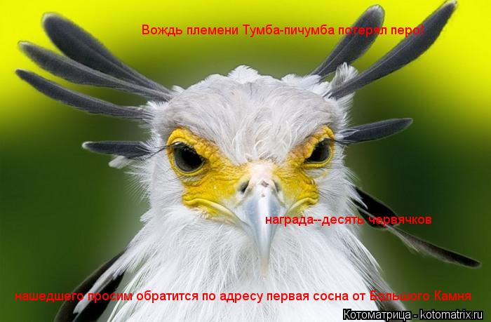 Котоматрица: Вождь племени Тумба-пичумба потерял перо! нашедшего просим обратится по адресу первая сосна от Большого Камня награда--десять червячков