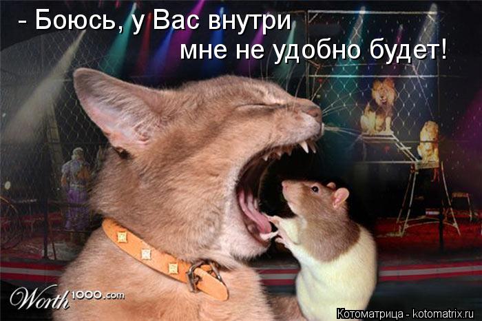 Котоматрица: - Боюсь, у Вас внутри мне не удобно будет!