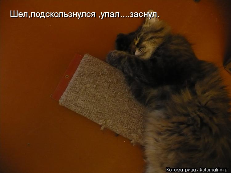 Котоматрица: Шел,подскользнулся ,упал....заснул.