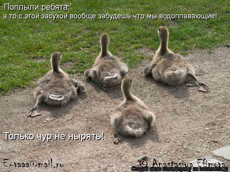 Поплыли ребята, а то с этой засухой вообще забудешь что мы водоплавающие! Только чур не нырять!... Котоматрица: Поплыли ребята, а то с этой засухой вообще забудешь что мы водоплавающие! Только чур не нырять!