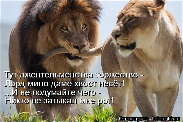 Котоматрица: Тут джентельменства торжество - Лорд мило даме хвост несёт! ...И не подумайте чего - Никто не затыкал мне рот!