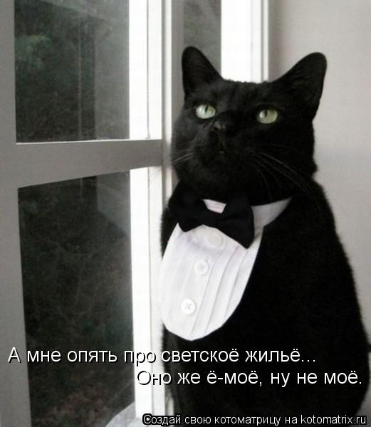 Котоматрица: А мне опять про светскоё жильё...  Оно же ё-моё, ну не моё.