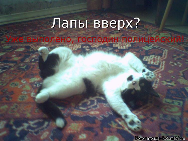 Котоматрица: Лапы вверх?  Уже выполено, господин полицейский!