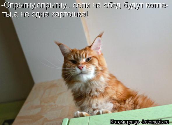 Котоматрица: -Спрыгну,спрыгну...если на обед будут котле- ты,а не одна картошка!