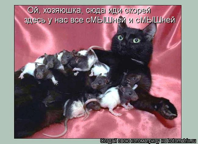 Котоматрица: Ой, хозяюшка, сюда иди скорей здесь у нас все сМЫШней и сМЫШней