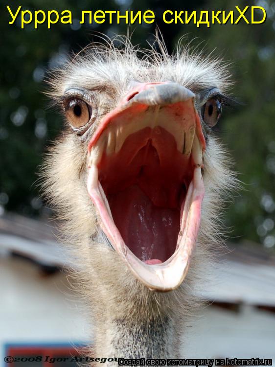 Котоматрица: Уррра летние скидкиXD