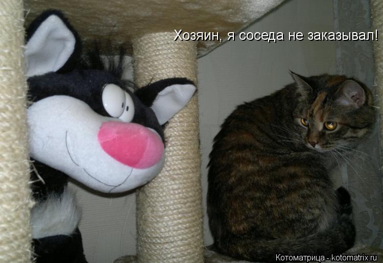 Котоматрица: Хозяин, я соседа не заказывал!