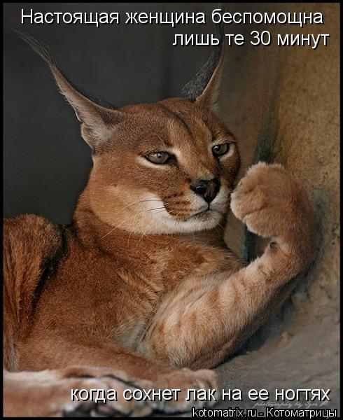 Настоящая женщина беспомощна лишь те 30 минут когда сохнет лак на ее ногтях... Котоматрица: Настоящая женщина беспомощна лишь те 30 минут когда сохнет лак на ее ногтях