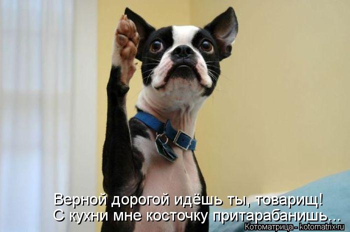 Котоматрица: Верной дорогой идёшь ты, товарищ! С кухни мне косточку притарабанишь...