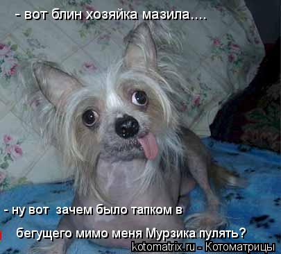 - вот блин хозяйка мазила.... - ну вот зачем было тапком в бегущего мимо меня Мурзика пулять?... Котоматрица: - вот блин хозяйка мазила.... - ну вот зачем было тапком в бегущего мимо меня Мурзика пулять?