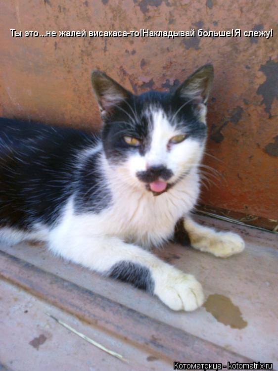 Котоматрица: Ты это...не жалей висакаса-то!Накладывай больше!Я слежу!