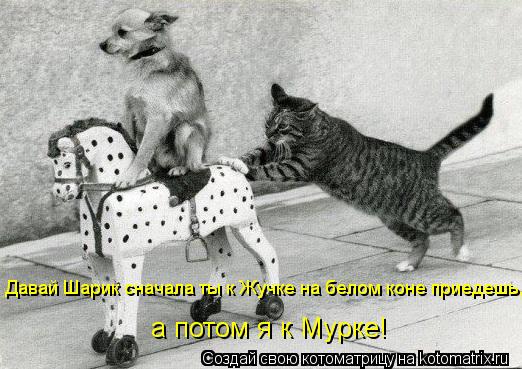 Котоматрица: Давай Шарик сначала ты к Жучке на белом коне приедешь, а потом я к Мурке!