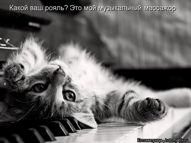 Котоматрица: Какой ваш рояль? Это мой музыкальный массажор
