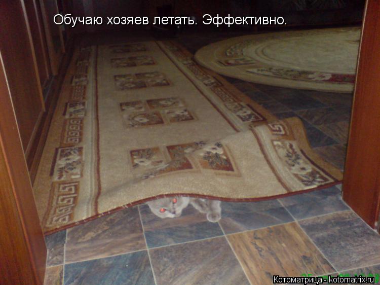 Котоматрица: Обучаю хозяев летать. Эффективно.