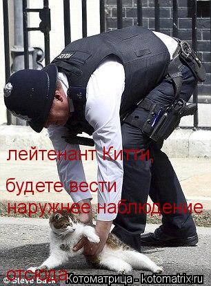 Котоматрица: лейтенант Китти, будете вести  наружнее наблюдение отсюда