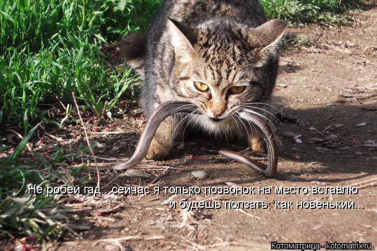 Котоматрица: Не робей гад...сейчас я только позвонок на место вставлю и будешь ползать, как новенький...