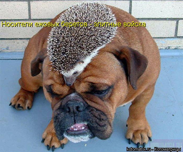 Котоматрица: Носители ежовых беретов - элитные войска