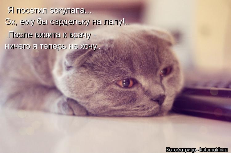 Котоматрица: Я посетил эскулапа...  Эх, ему бы сардельку на лапу! ничего я теперь не хочу... После визита к врачу -  ..