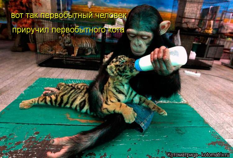 вот так первобытный человек приручил первобытного кота... Котоматрица: вот так первобытный человек приручил первобытного кота