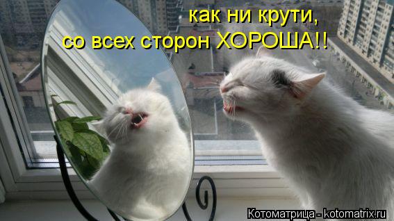 Котоматрица: как ни крути, со всех сторон ХОРОША!!