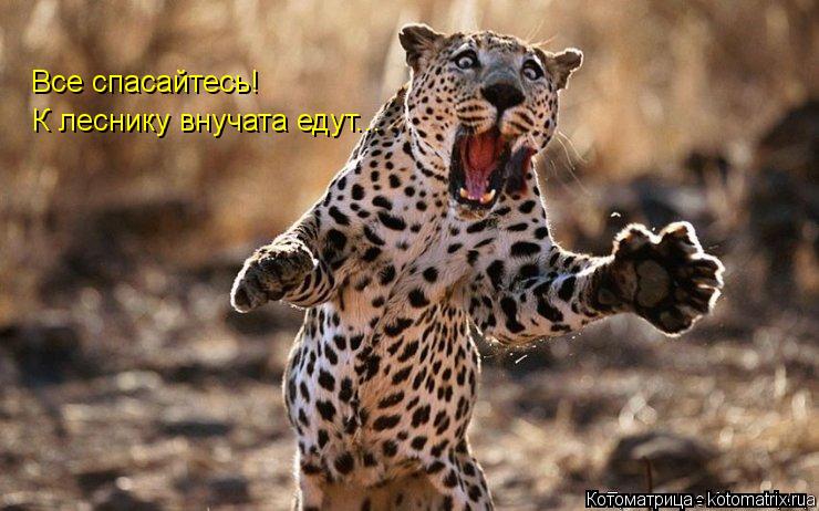 Все спасайтесь! К леснику внучата едут...... Котоматрица: Все спасайтесь! К леснику внучата едут...