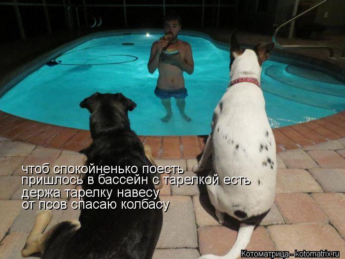 Котоматрица: чтоб спокойненько поесть пришлось в бассейн с тарелкой есть держа тарелку навесу от псов спасаю колбасу