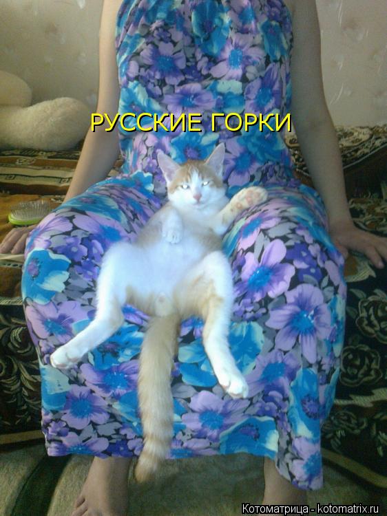 РУССКИЕ ГОРКИ... Котоматрица: РУССКИЕ ГОРКИ