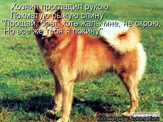 Котоматрица: Хозяин прогладил рукою  Лохматую рыжую спину  "Прощай, брат, хоть жаль мне, не скрою,  Но все же тебя я покину"