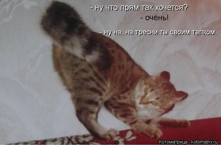 - очень! - ну на, на тресни ты своим тапком. - ну что прям так хочется?... Котоматрица: - очень! - ну на, на тресни ты своим тапком. - ну что прям так хочется?