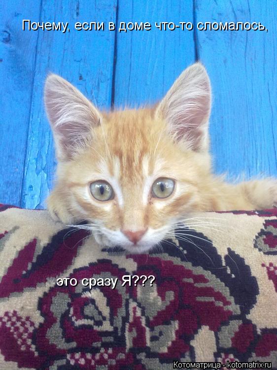 Котоматрица: Почему, если в доме что-то сломалось, это сразу Я???