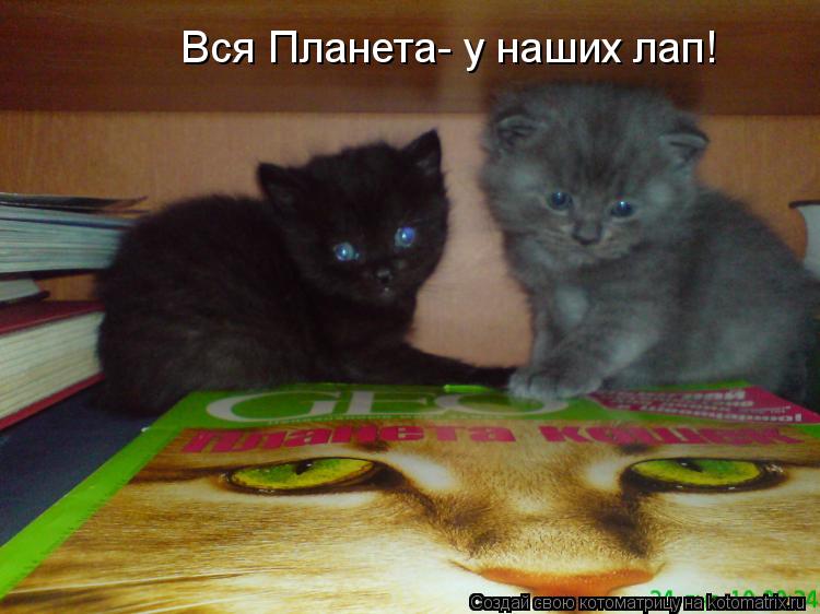 Котоматрица: Вся Планета- у наших лап!