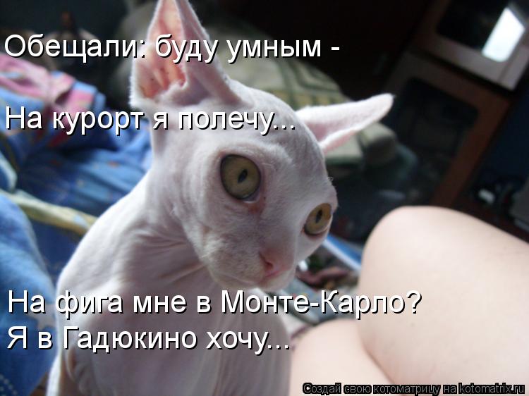 Котоматрица: На фига мне в Монте-Карло? Я в Гадюкино хочу... На курорт я полечу... Обещали: буду умным -