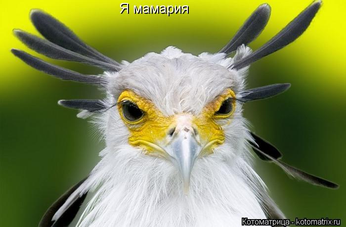 Котоматрица: Я мамария