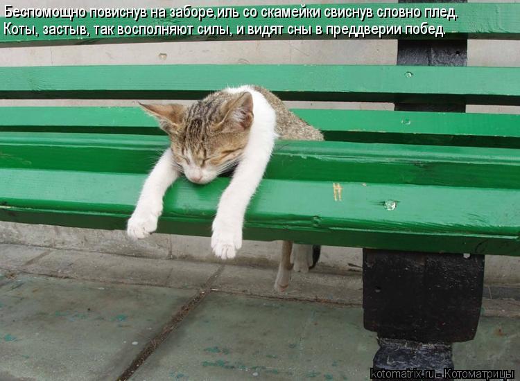 Котоматрица: Беспомощно повиснув на заборе,иль со скамейки свиснув словно плед. Коты, застыв, так восполняют силы, и видят сны в преддверии побед.