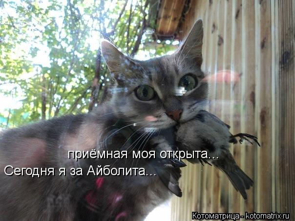 Котоматрица: Сегодня я за Айболита... приёмная моя открыта...