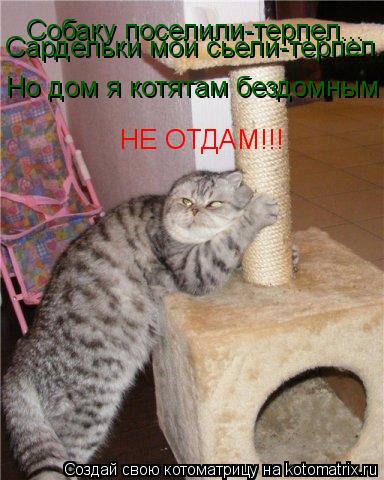 Собаку поселили-терпел... Сардельки мои сьели-терпел... Но дом я котятам бездомным НЕ ОТДАМ!!!... Котоматрица: Собаку поселили-терпел... Сардельки мои сьели-терпел... Но дом я котятам бездомным НЕ ОТДАМ!!!