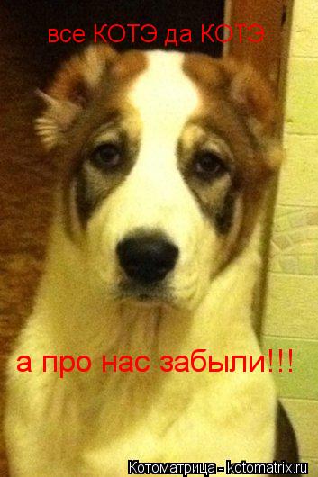 Котоматрица: все КОТЭ да КОТЭ а про нас забыли!!!