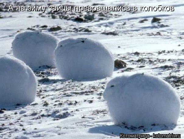 Котоматрица: А на зиму зайцы превращались в колобков