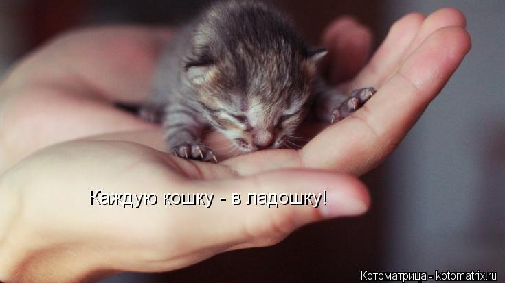 Котоматрица: Каждую кошку - в ладошку!