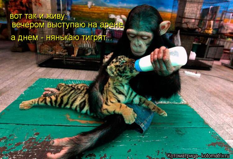 Котоматрица: вот так и живу: вечером выступаю на арене,  а днем - нянькаю тигрят...