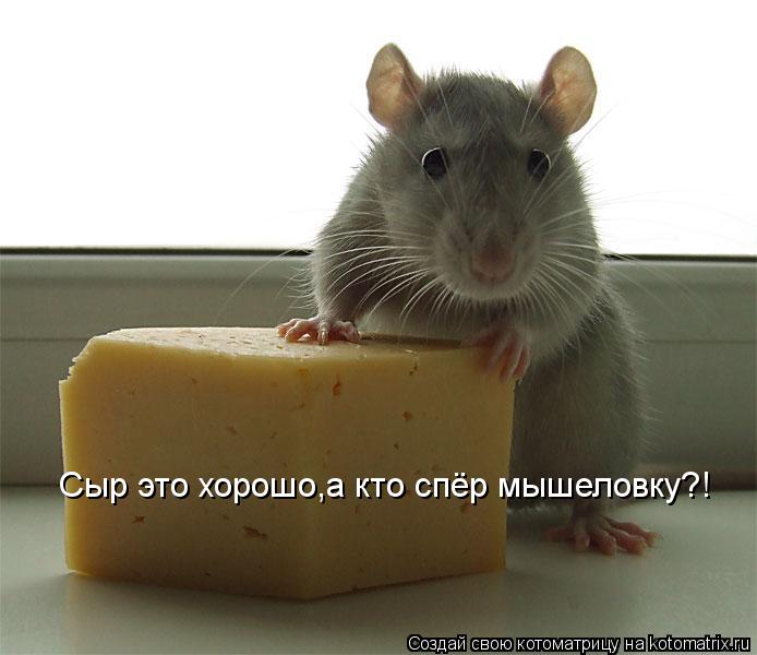 Сыр это хорошо,а кто спёр мышеловку?!... Котоматрица: Сыр это хорошо,а кто спёр мышеловку?!