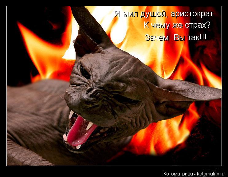 Котоматрица: Я мил душой, аристократ. К чему же страх? Зачем  Вы так!!!