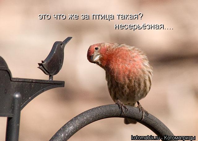 Котоматрица: это что же за птица такая?  несерьёзная....