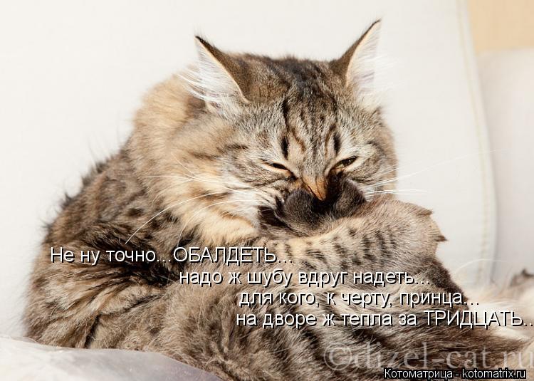 Котоматрица: Не ну точно...ОБАЛДЕТЬ... надо ж шубу вдруг надеть... для кого, к черту, принца... на дворе ж тепла за ТРИДЦАТЬ...