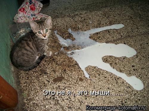 Котоматрица: Это не я...это мыши........
